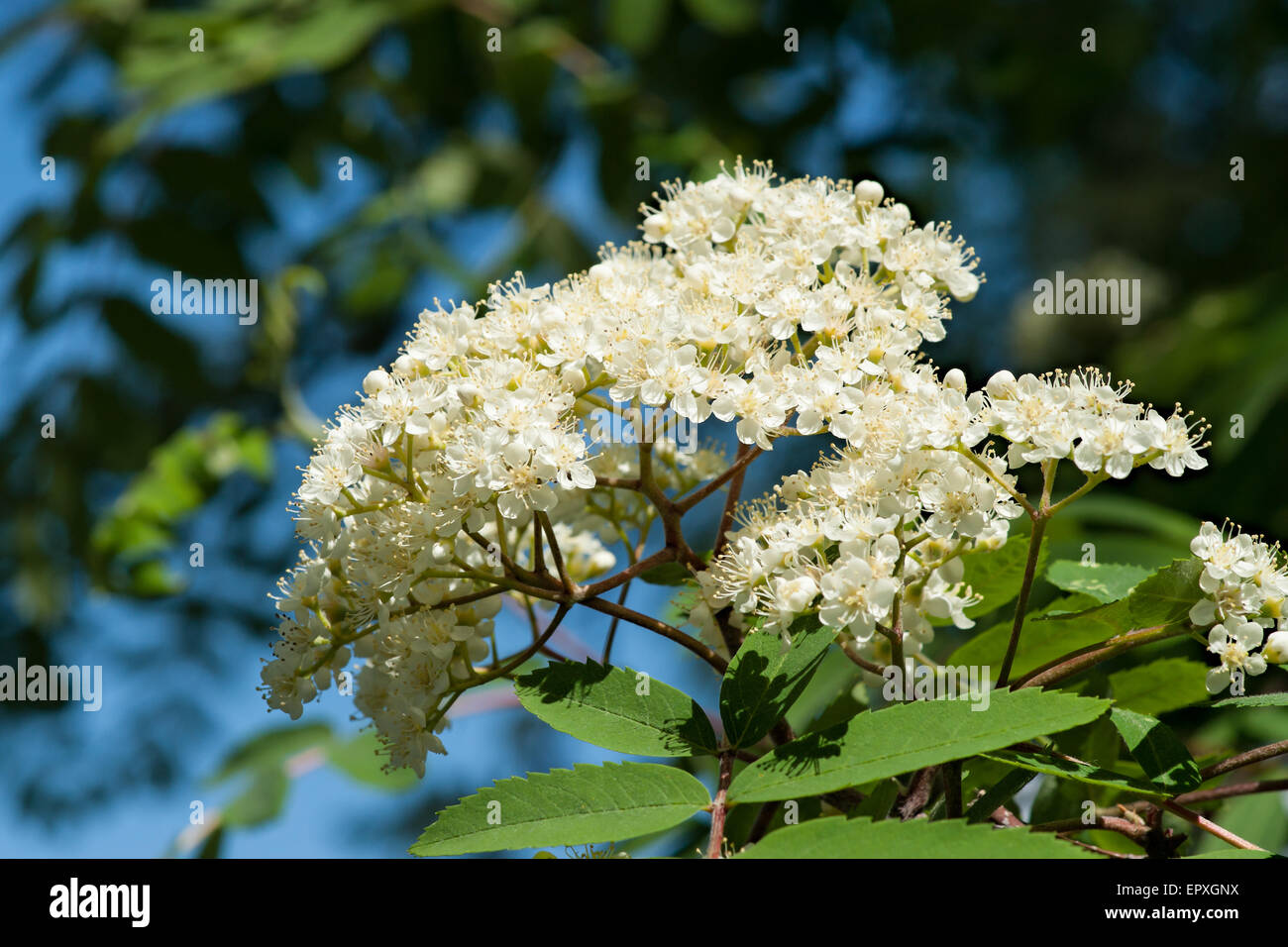 Eberesche in voller Blüte. Anhäufung von Rowan Baum Blumen von weißer Farbe, inmitten der grünen Blätter und klarer blauen Himmel im Hintergrund. Stockfoto