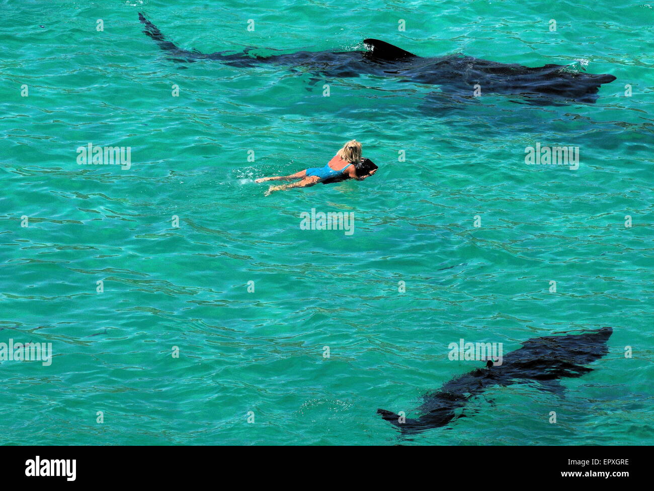 Riesige Haie umkreisen gefährdete Schwimmerinnen im Meer vor einem kornischen Strand. Stockfoto