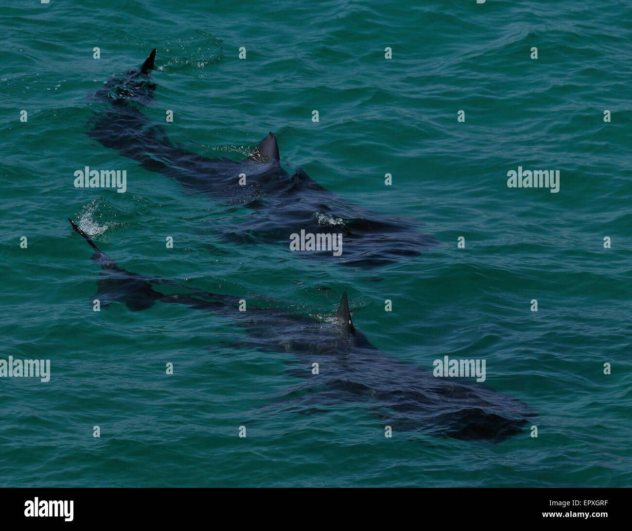 Zwei Riesenhaie schwimmen vor der kornischen Küste in der Nähe von Schwimmer am Porthcurnow. Stockfoto