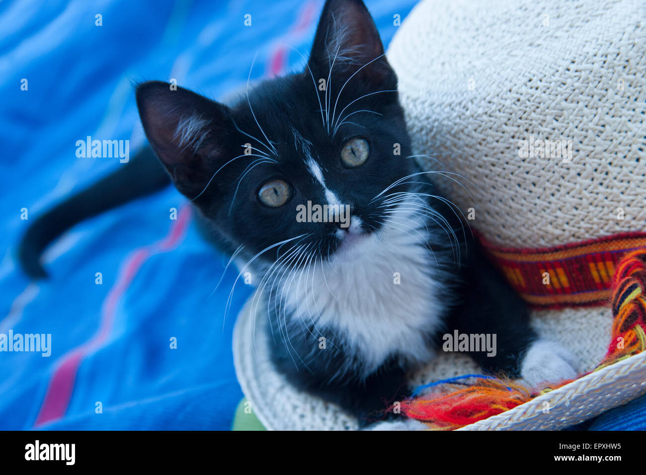 Kätzchen mit Strohhut. Stockfoto