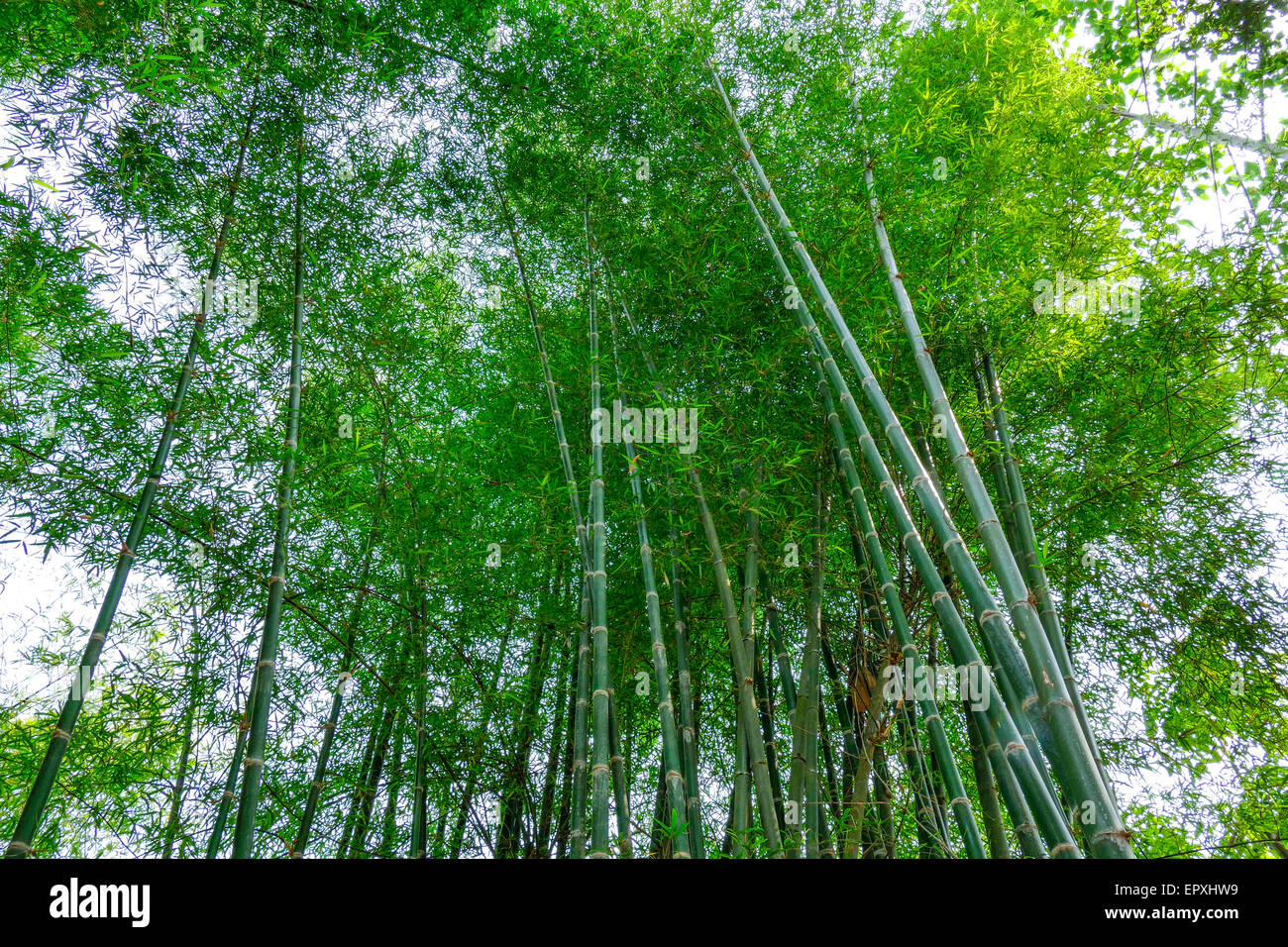 Bambus-Wald in der Provinz von Thailand, Nordthailand, Chiang Rai  Stockfotografie - Alamy