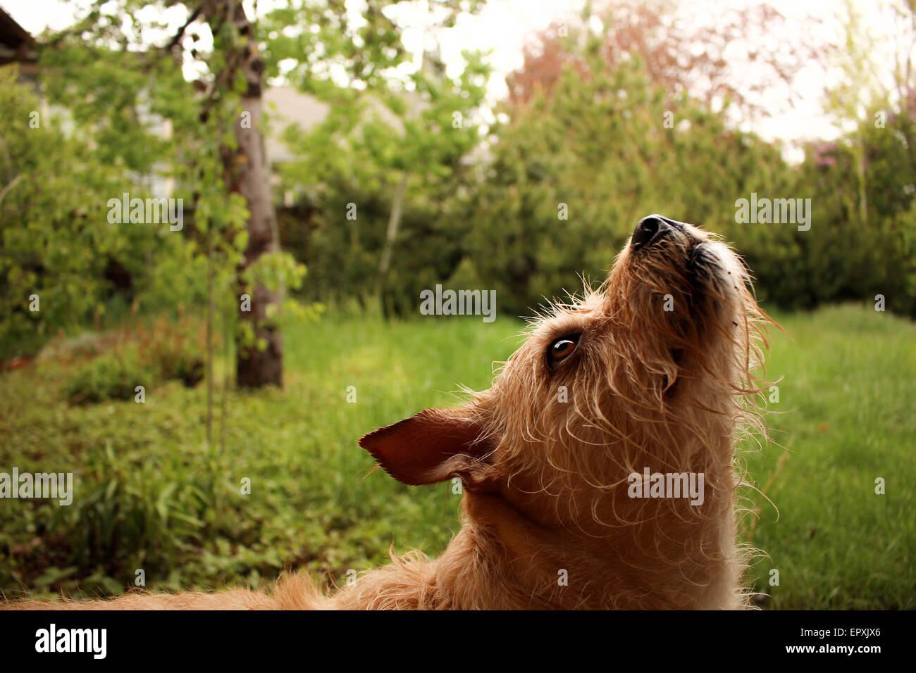 Hund Portrait grünen Rasen unter der Sonne mit Blumen im Hintergrund Stockfoto