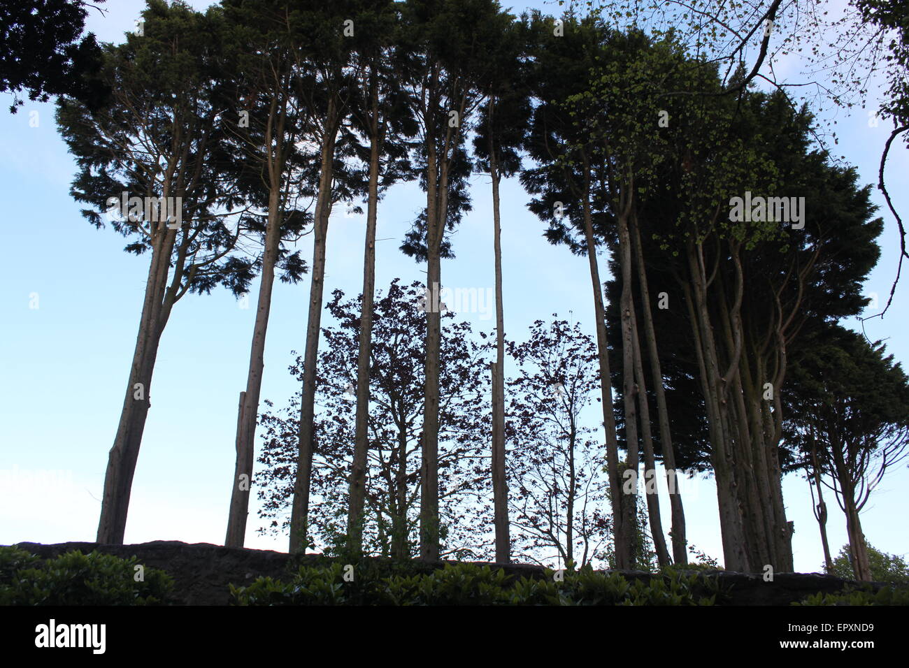 Auf dem friedhof von penzance sind Bäume am Himmel abgeschirmt Stockfoto