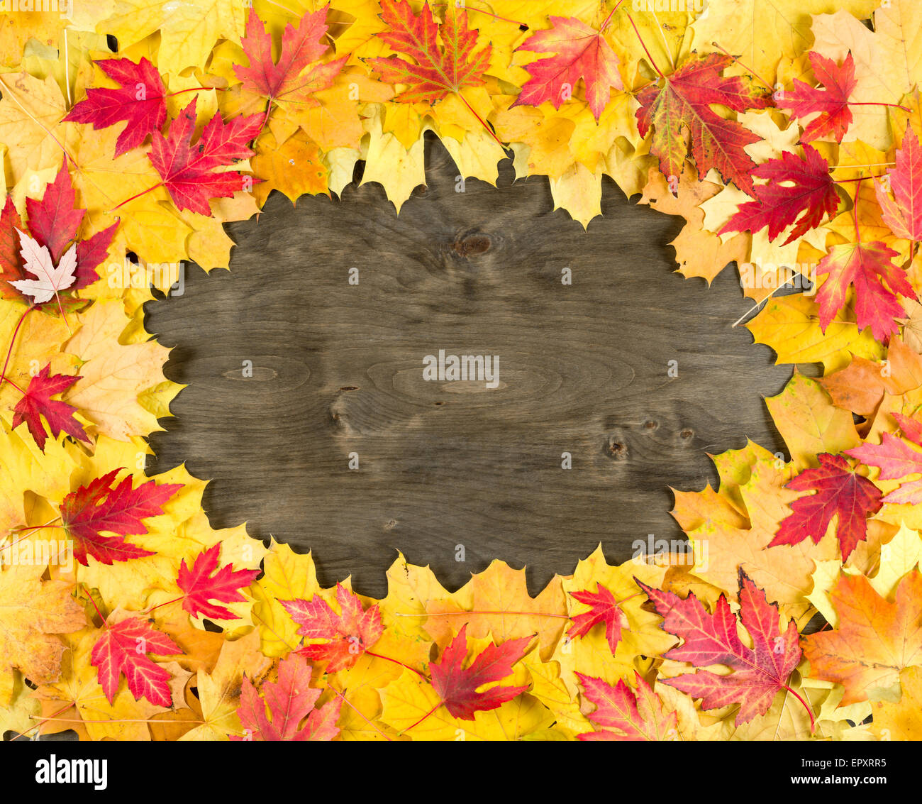 gelbes Herbstlaub Frame auf Holz Hintergrund Stockfoto
