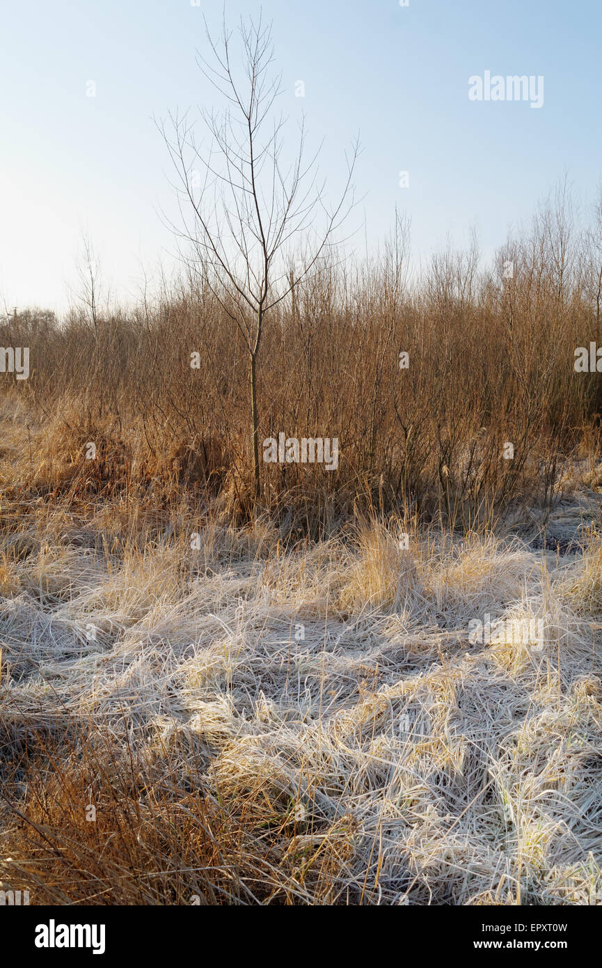 gefrorene Stroh auf Wildnis in den sonnigen Wintermorgen Stockfoto