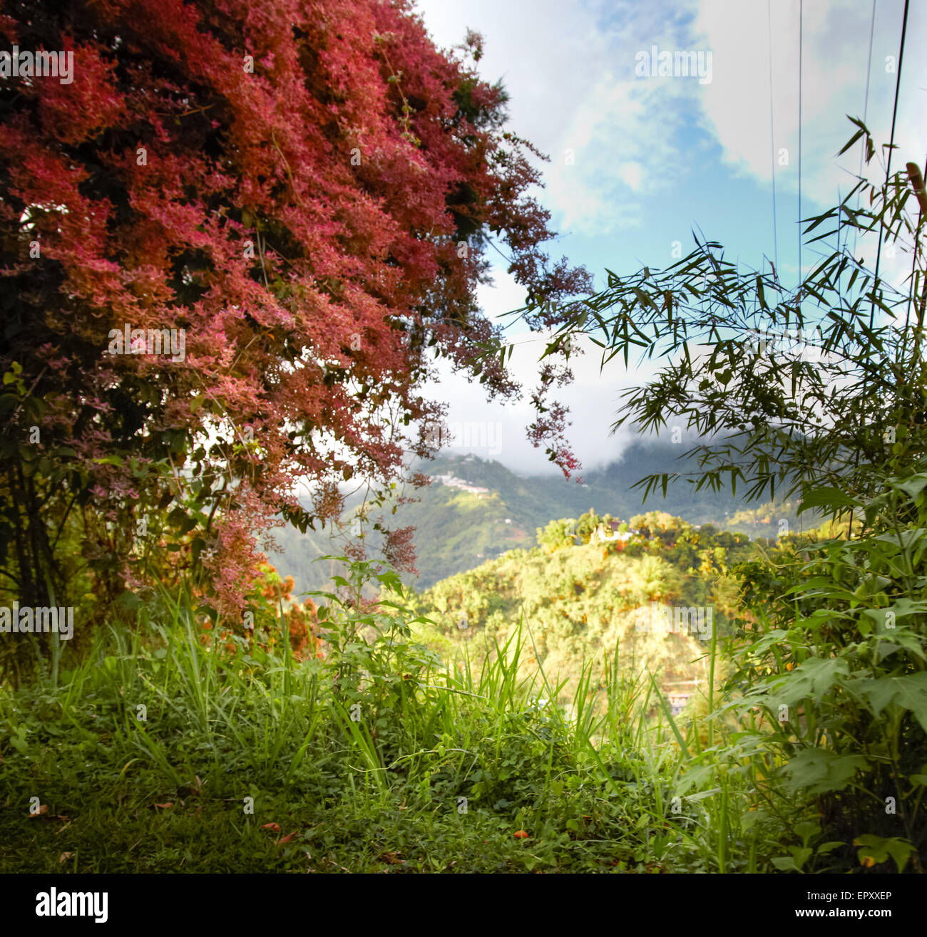 Bäume in einem Wald, Jamaika Stockfoto