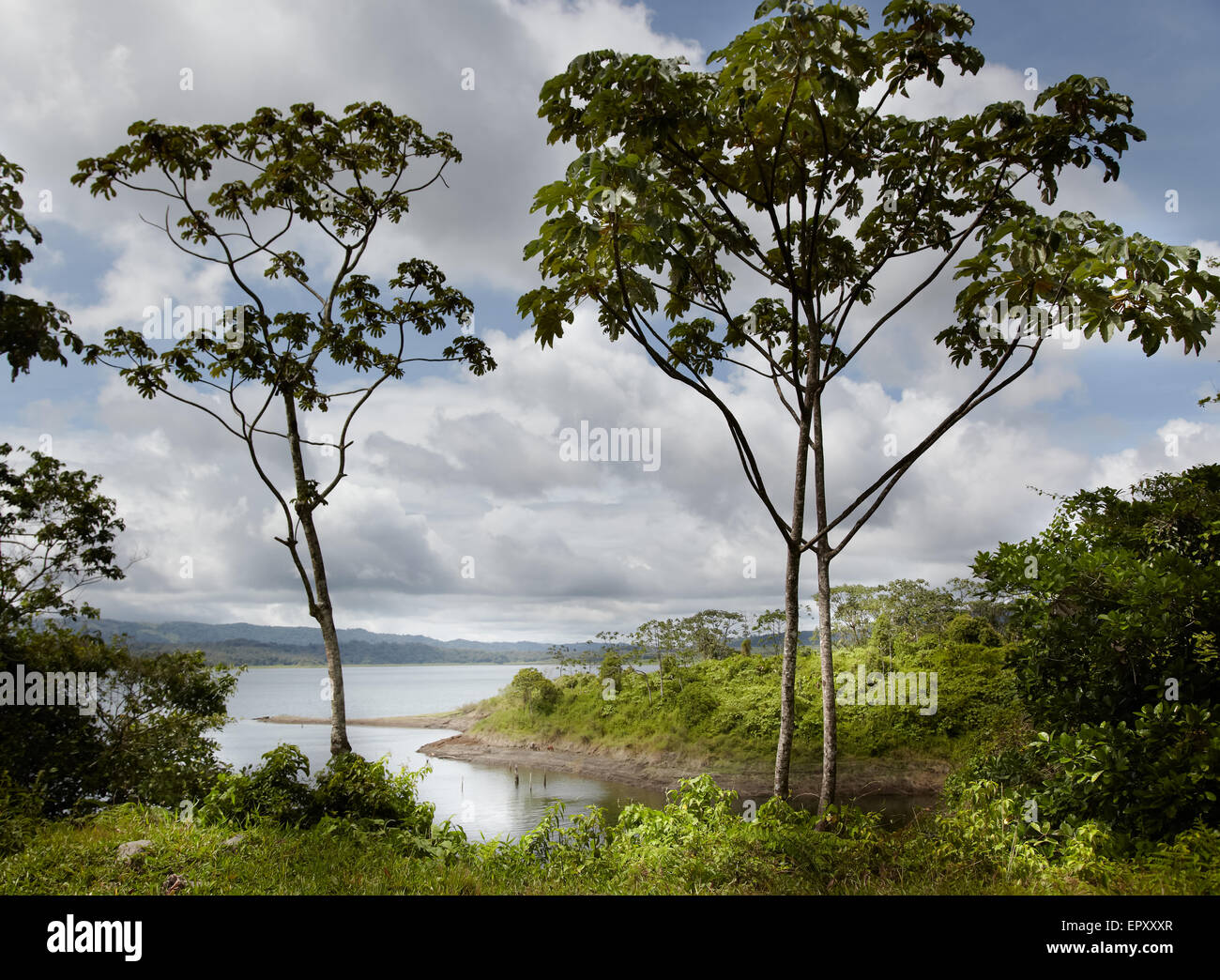 See im Wald, Costa Rica Stockfoto