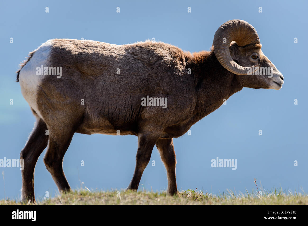 ein Bighorn Ram auf Grashügel Stockfoto