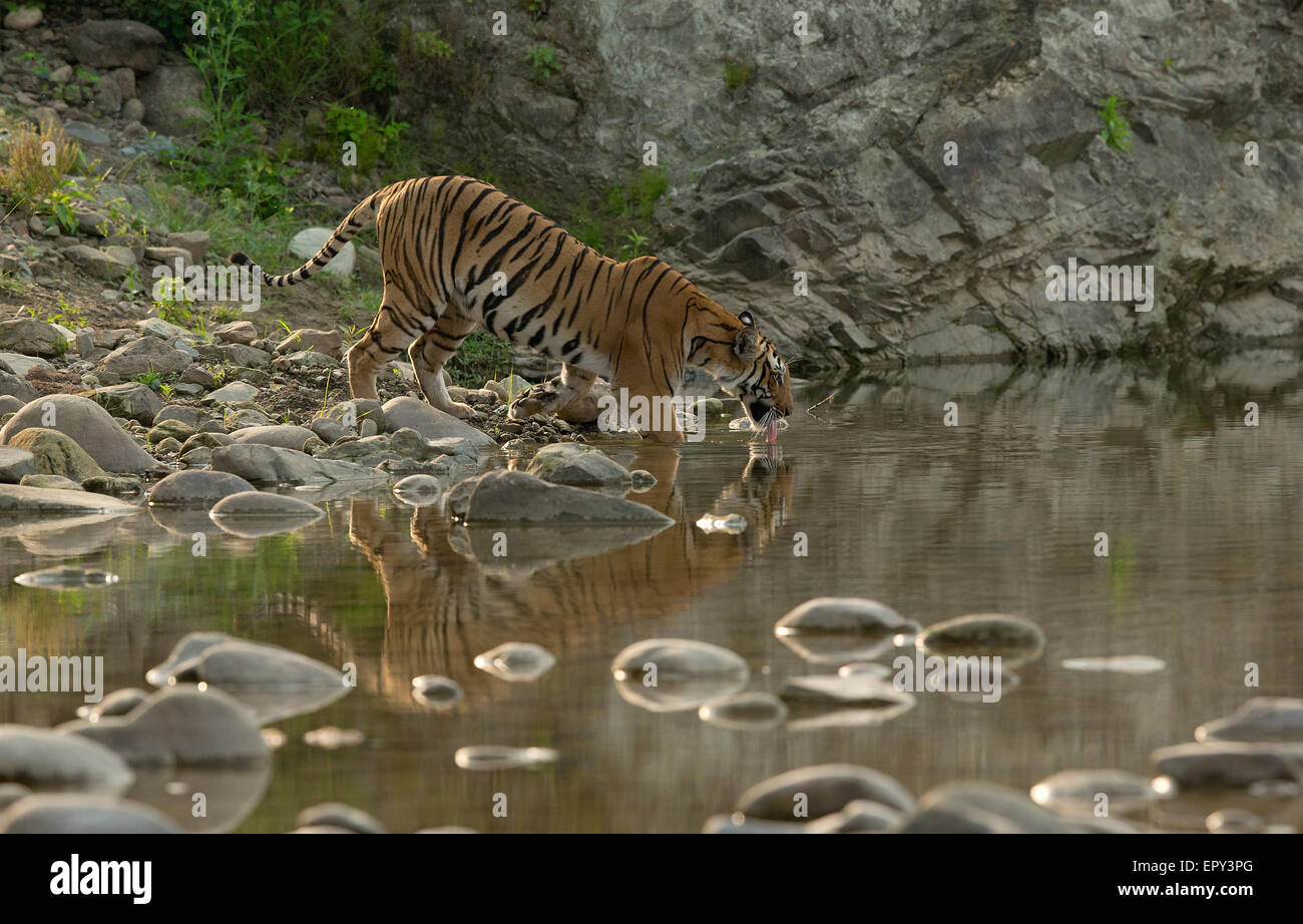 Eine royal Bengal Tiger sitzen im Wasser im Corbett-Nationalpark Stockfoto