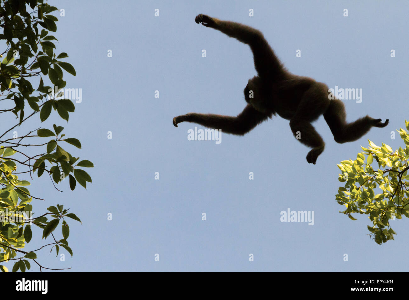 Ein javischer Gibbon (Hylobates moloch, silbrig gibbon) springt zu einem anderen Baum im Gunung Halimun Salak Nationalpark in West Java, Indonesien. Stockfoto