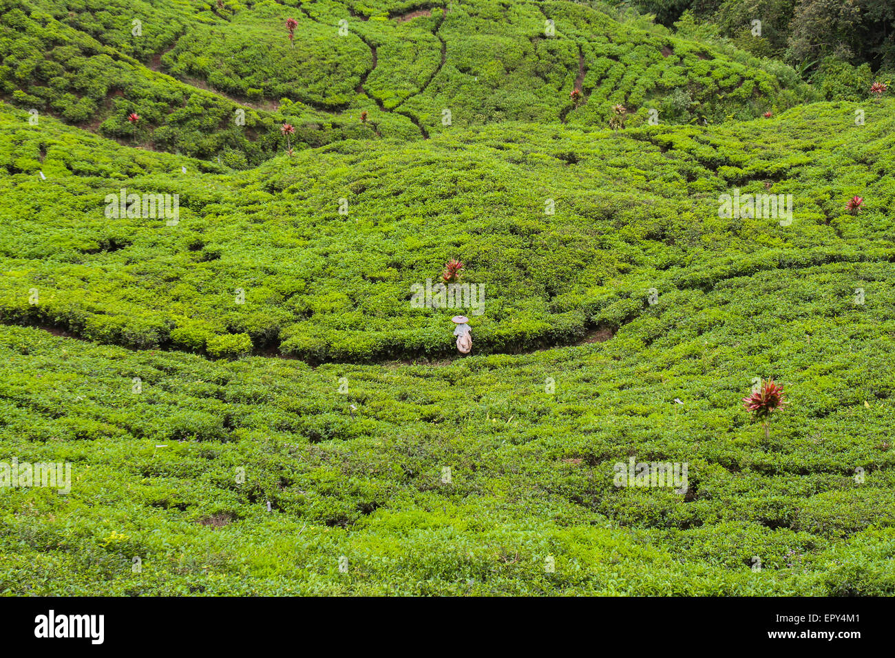 Teeplantage in der Nähe des Gunung Halimun Salak Nationalparks in Citalahab, Malasari, Nanggung, Bogor, West Java, Indonesien. Stockfoto