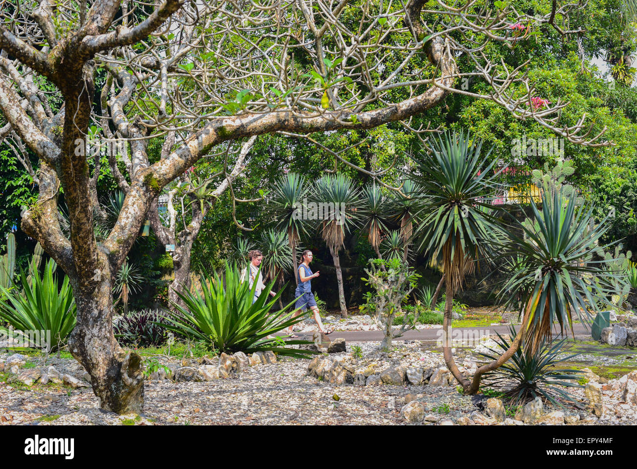 Ausländische Besucher gehen auf einer Straße in den Bogor Botanical Gardens in Bogor, West Java, Indonesien. Stockfoto