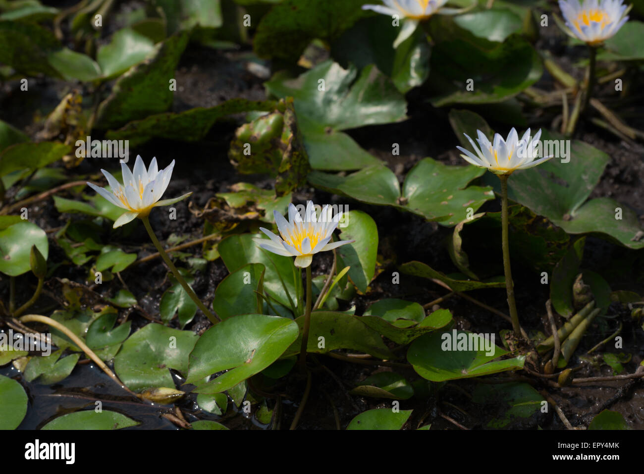 Europäische weiße Seerose (Nymphaea alba), auch als „weißer Lotus“ im Botanischen Garten Bogor, West-Java, Indonesien, bekannt. Stockfoto