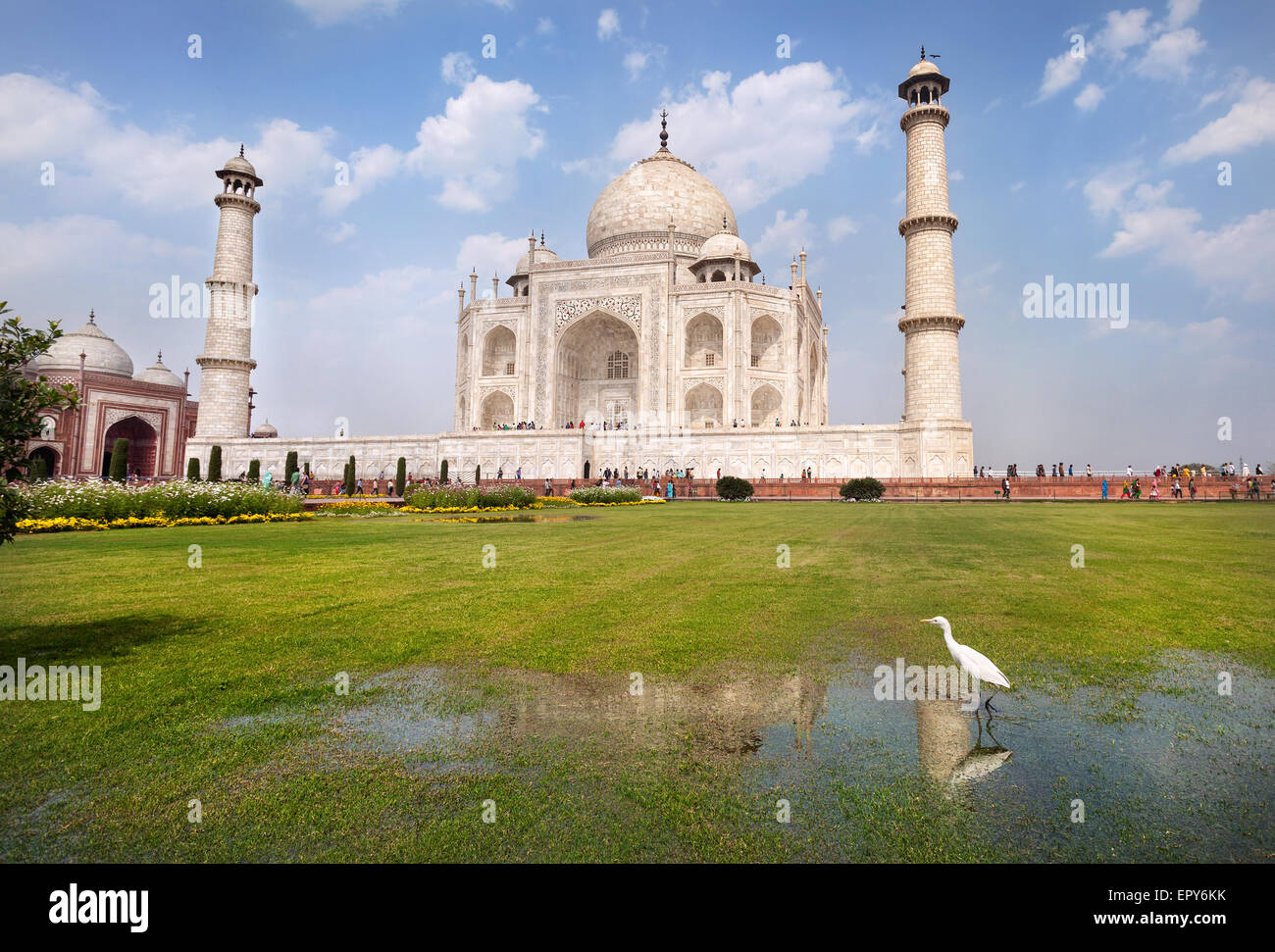 Weißer Reiher auf dem Rasen auf Taj Mahal in Agra, Uttar Pradesh, Indien Stockfoto