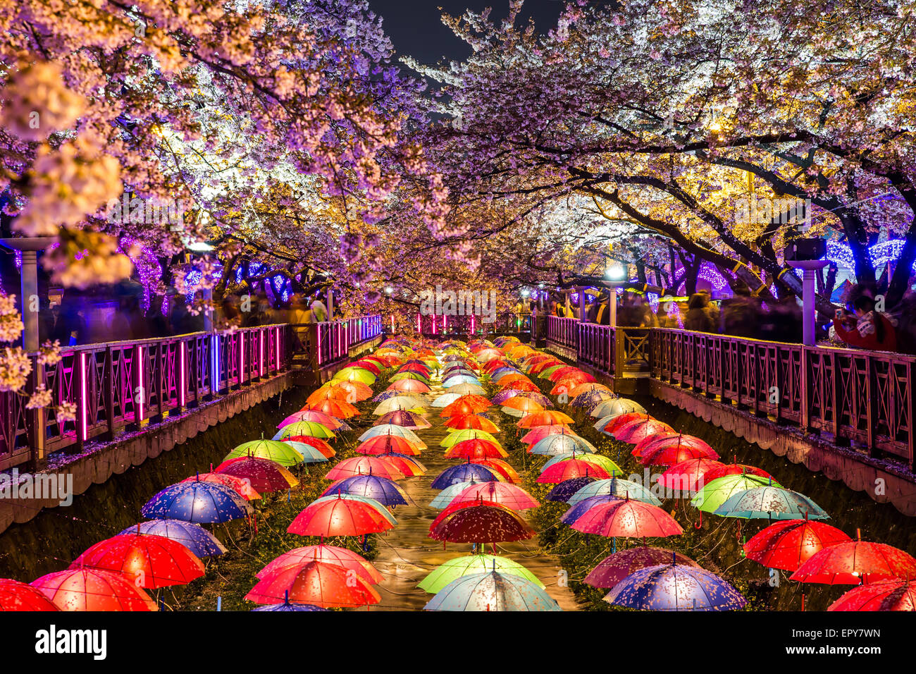 Kirschblüten in der Nacht in Busan, Südkorea. Stockfoto