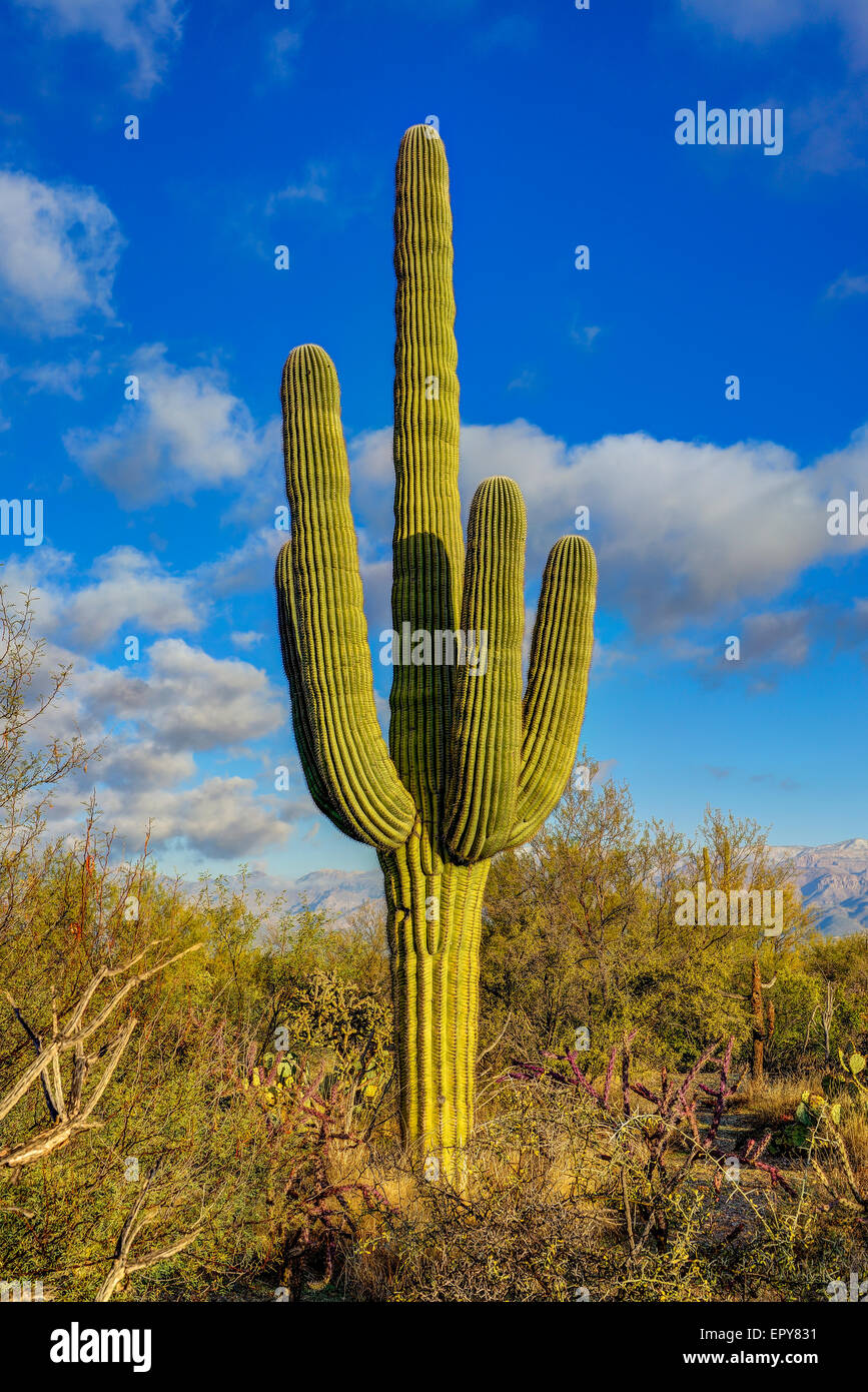Saguaro aka "die Finger" im Saguaro National park Stockfoto