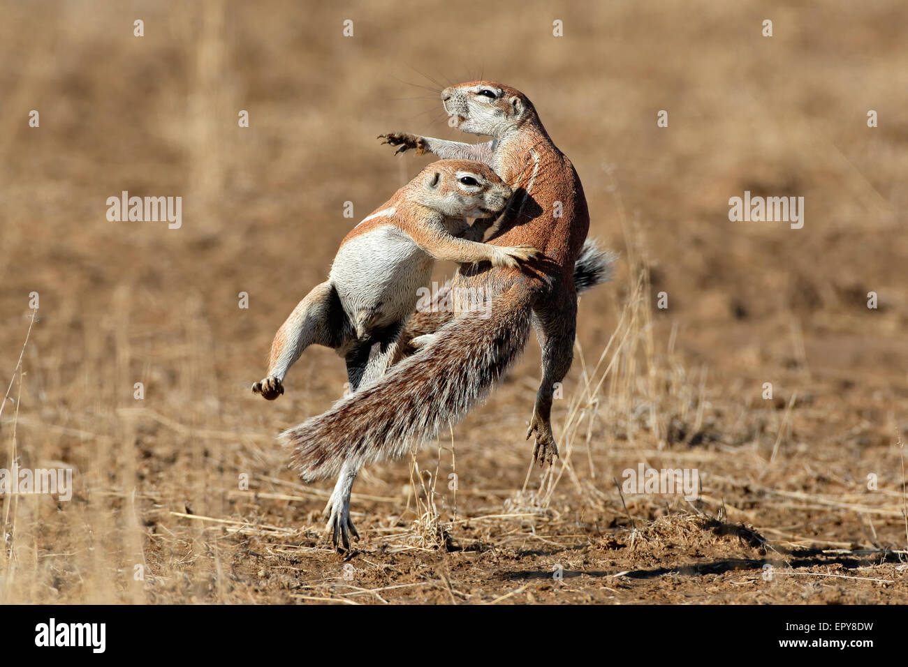 Zwei Erdhörnchen (Xerus Inaurus) spielen, Kalahari-Wüste, Südafrika Stockfoto