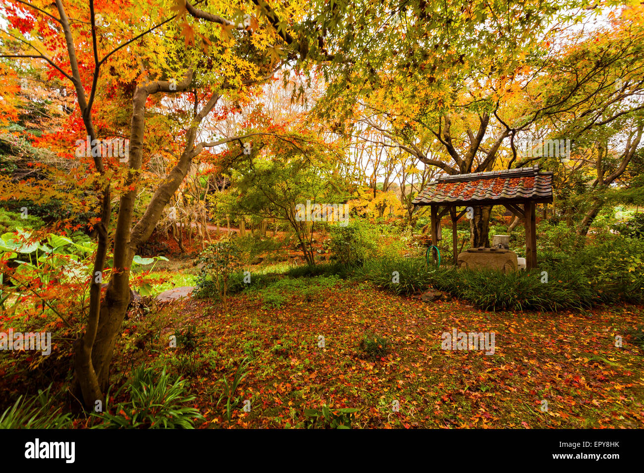 Herbst im Wald Stockfoto