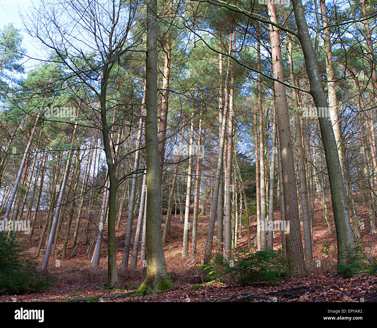 Wald von hohen Bäumen in Leith Hill Stockfoto