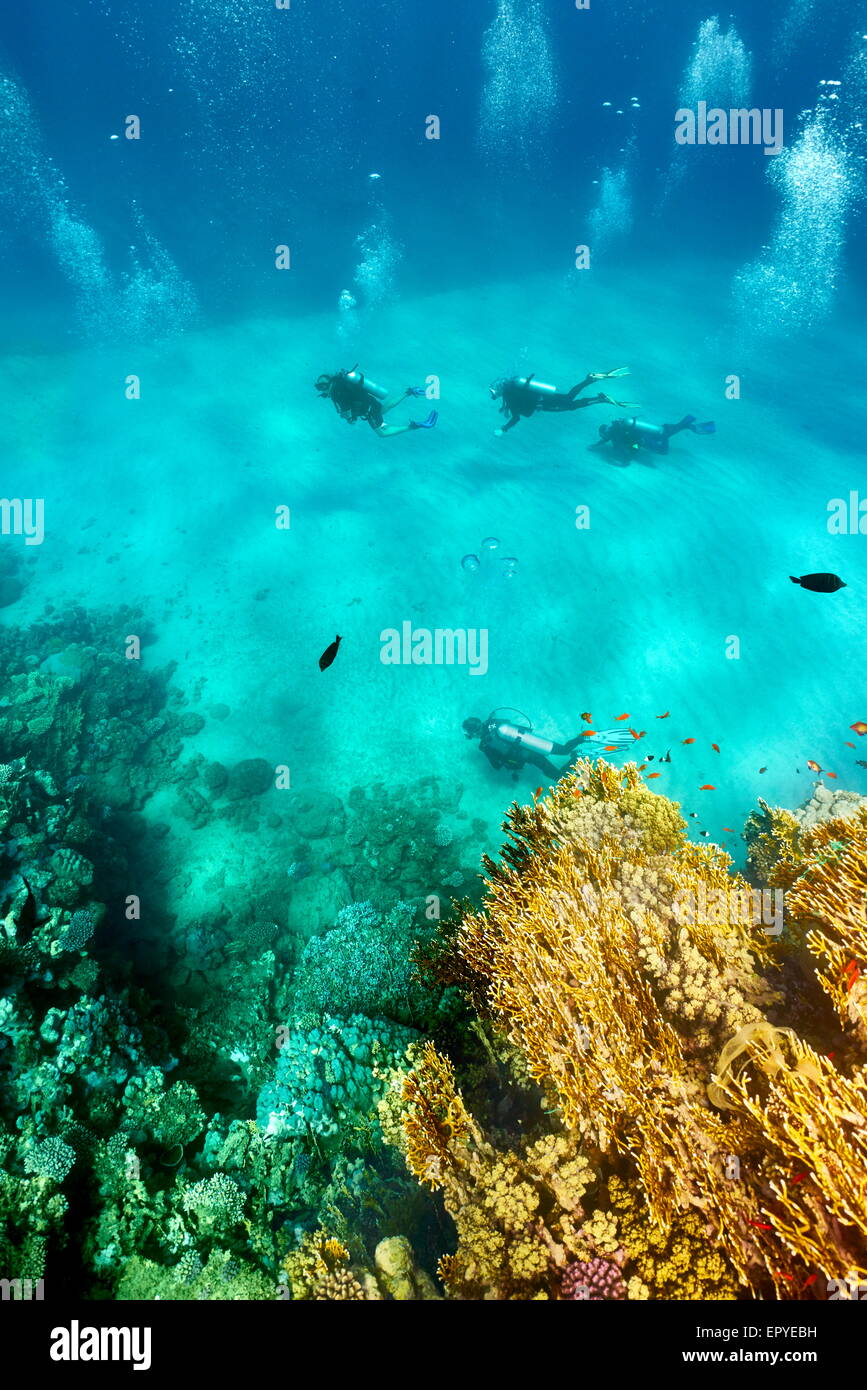 Taucher unter Wasser, Marsa Alam Reef, Rotes Meer, Ägypten Stockfoto