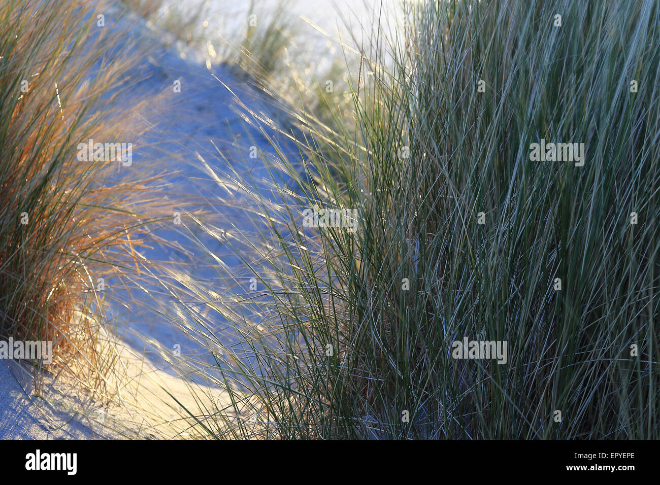 Dünengebieten Grass, Harris-Insel, äußeren Hebriden, Schottland, Vereinigtes Königreich Stockfoto