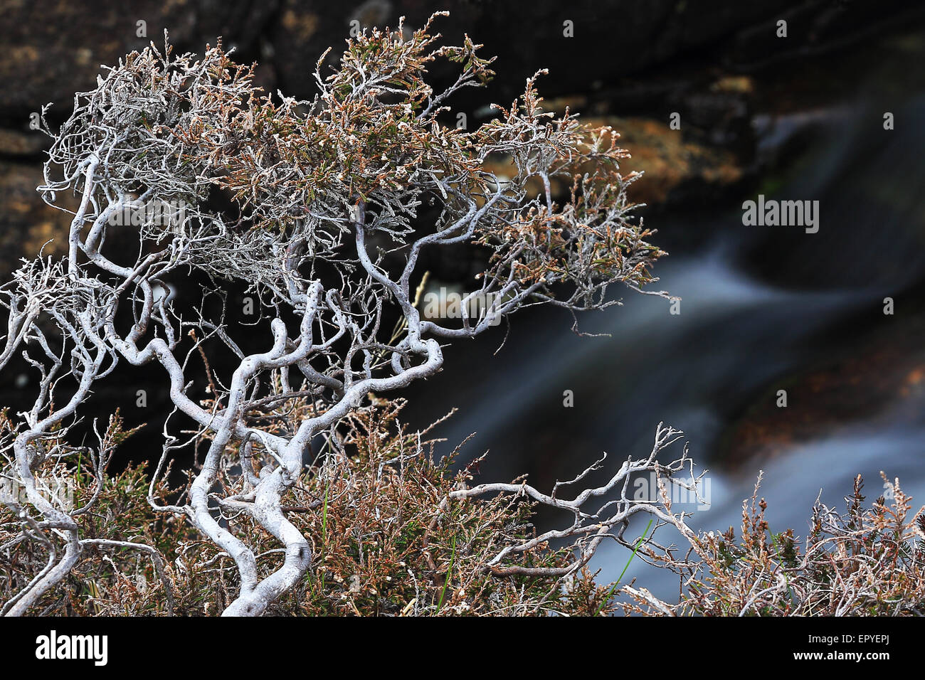 Stream und trockene Pflanzen an Harris Island, äußeren Hebriden, Schottland, Großbritannien Stockfoto