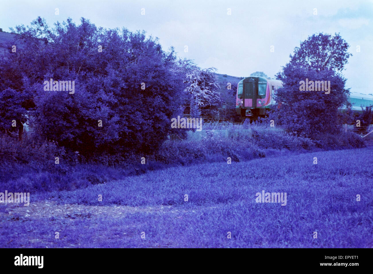 eine Süd-westlichen s-Bahn in der Nähe von Chalton Hampshire England uk Stockfoto
