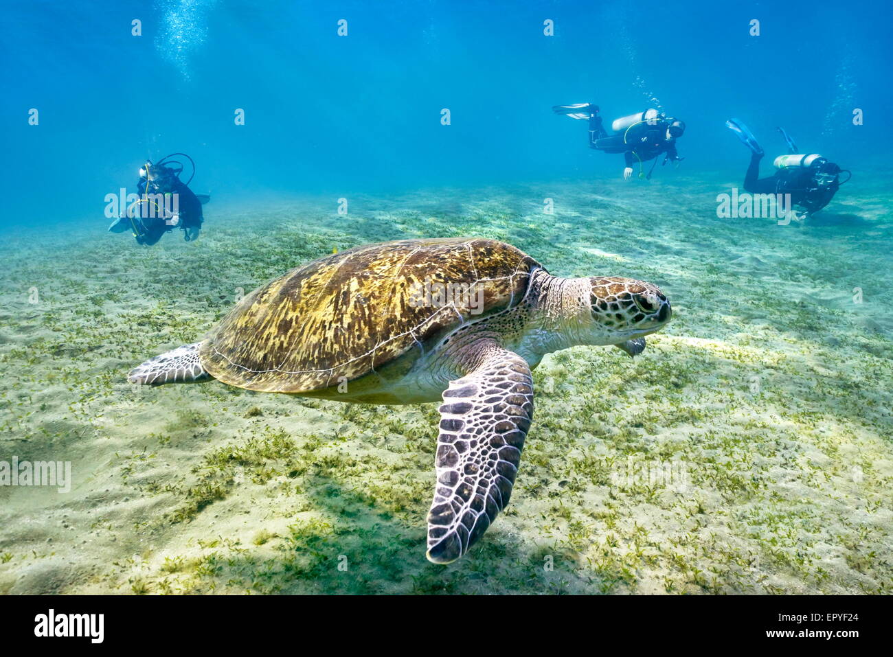 Marsa Alam - Unterwasser-Blick auf Taucher und Meeresschildkröte, Rotes Meer, Ägypten Stockfoto