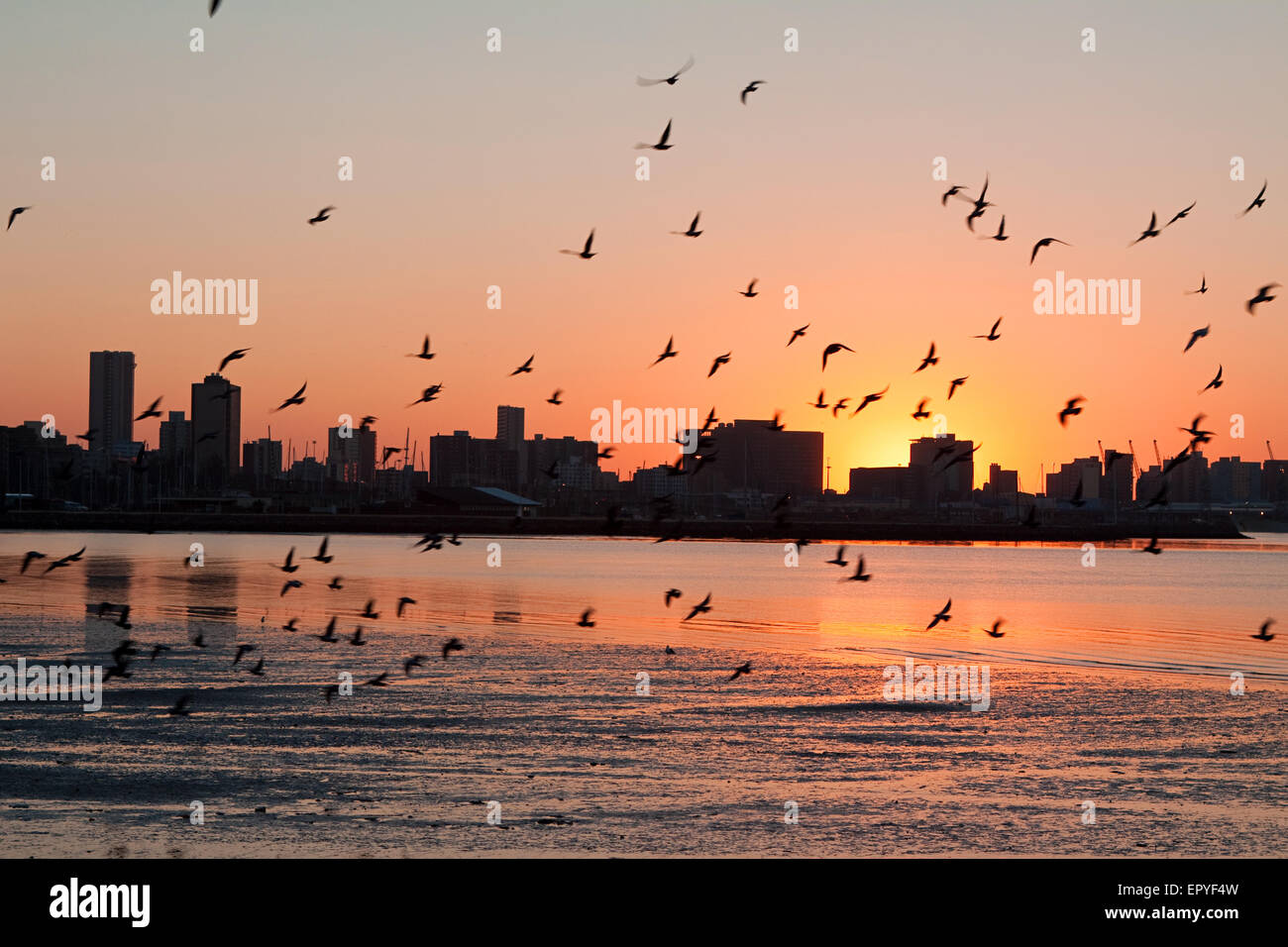 Vögel in der Morgendämmerung im Hafen von Durban Stockfoto
