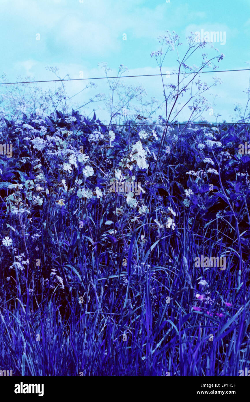 Unkraut und wilden Blumen säumen den Rand einer Landstraße in der Nähe von Chalton Hampshire England uk Stockfoto