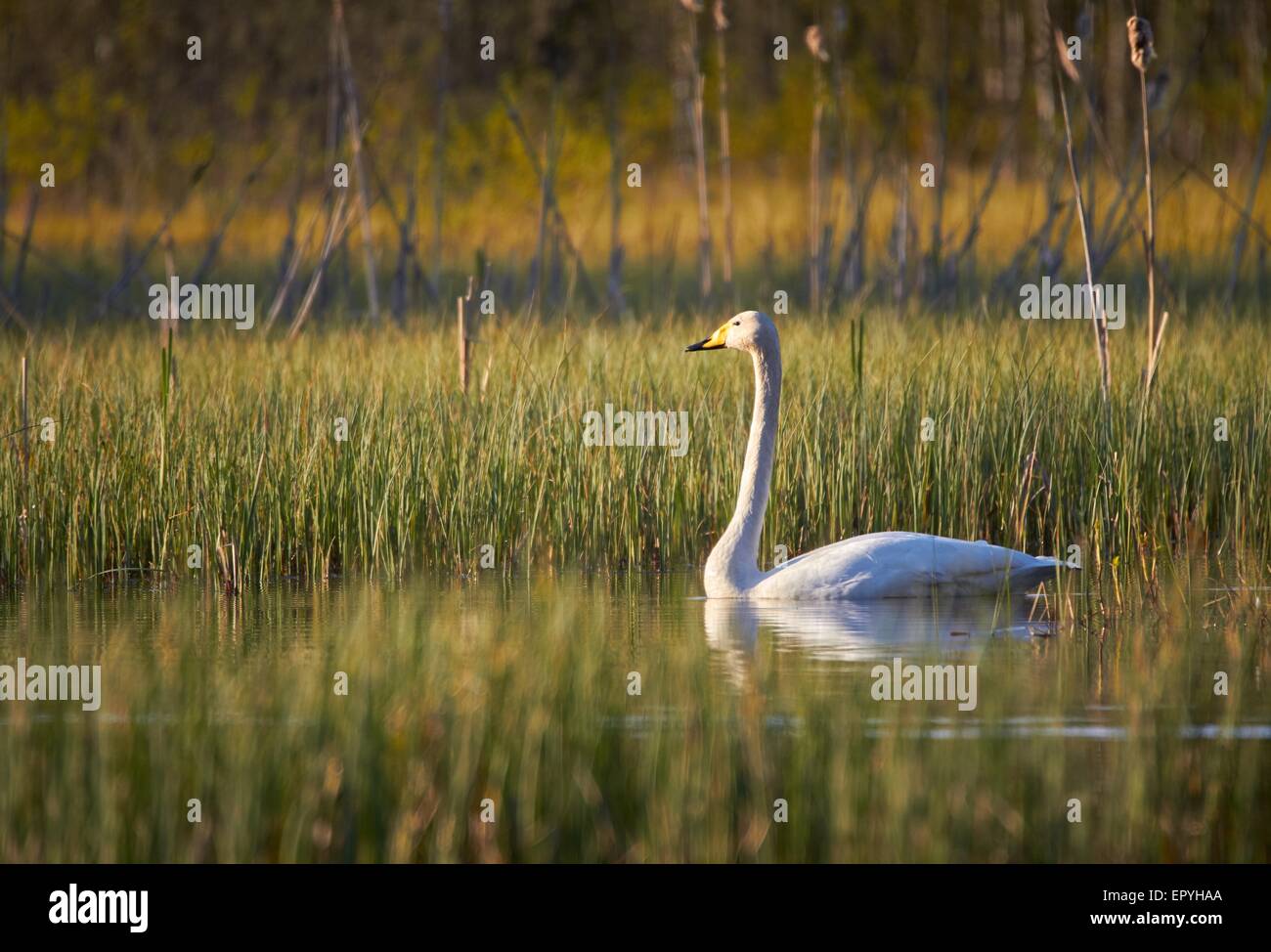 Schwan, Baden im See in Finnland im Frühjahr. Schönen Abendlicht des Sonnenuntergangs. Stockfoto Schwan, Baden im See in Finnland im Frühjahr. Schönen Abendlicht des Sonnenuntergangs. Stockfoto