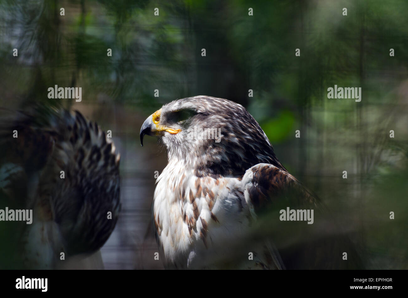 Nahaufnahme von Kopf und Hals der Gerfalke auf dunklem Hintergrund Stockfoto
