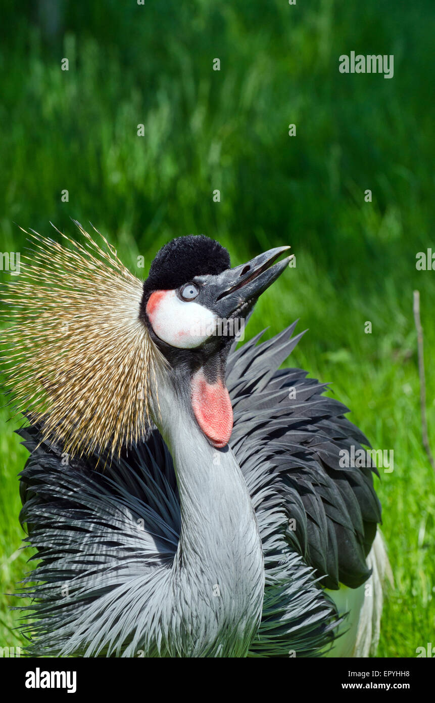 Kran am grünen Unschärfe Hintergrund gekrönt Stockfoto