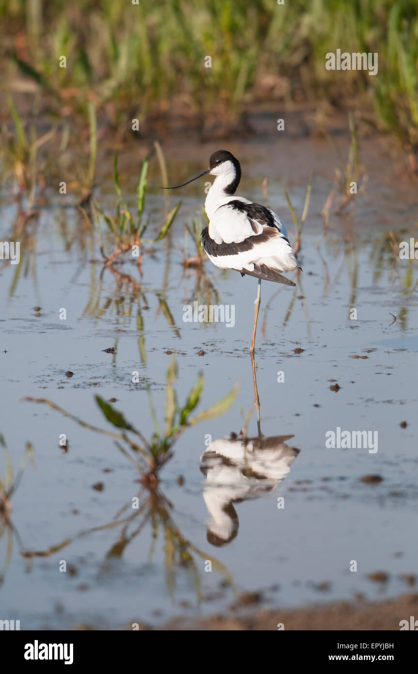 Ein Säbelschnäbler hockt auf einem Bein im flachen Wasser, geben eine große Reflexion. RSPB Titchwell Marsh, Norfolk, Großbritannien Stockfoto