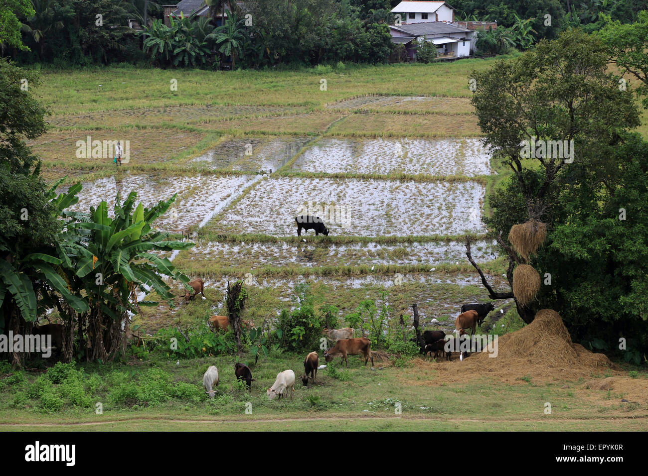 Reisfelder, die wachsende Reis, Polonnaruwa, North Central Province, Sri Lanka, Asien Stockfoto