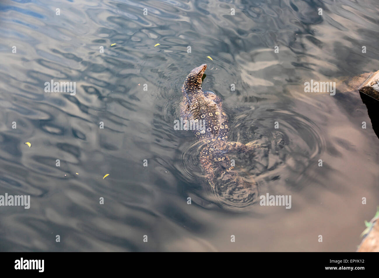Wasser-Monitor (Varanus Salvator) in See, Polonnaruwa, North Central Province, Sri Lanka, Asien Stockfoto