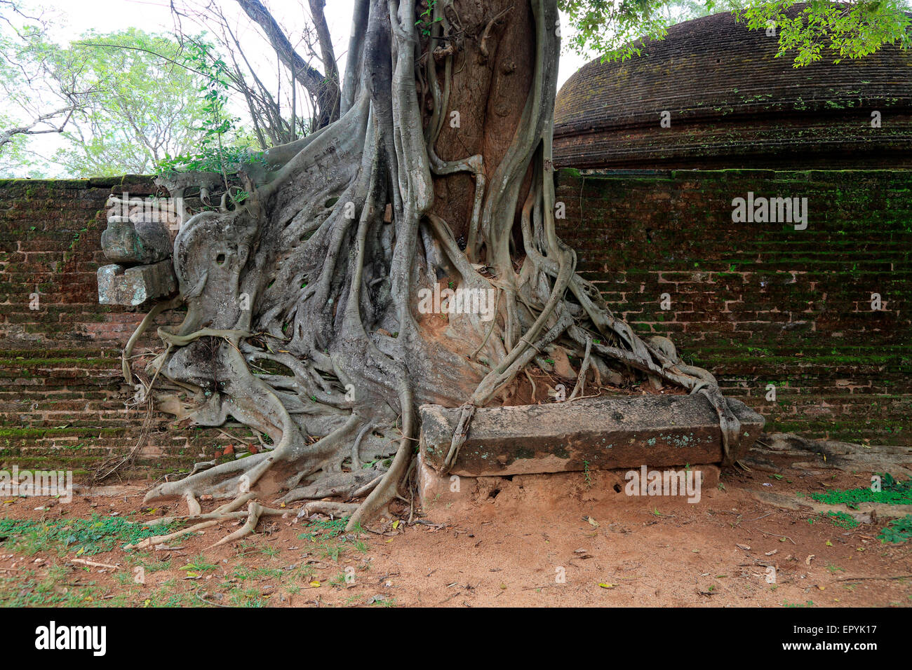 Nahaufnahme der Strebepfeiler Wurzeln der Banyan-Baum, antiken Stadt Polonnaruwa, North Central Province, Sri Lanka, Asien Stockfoto