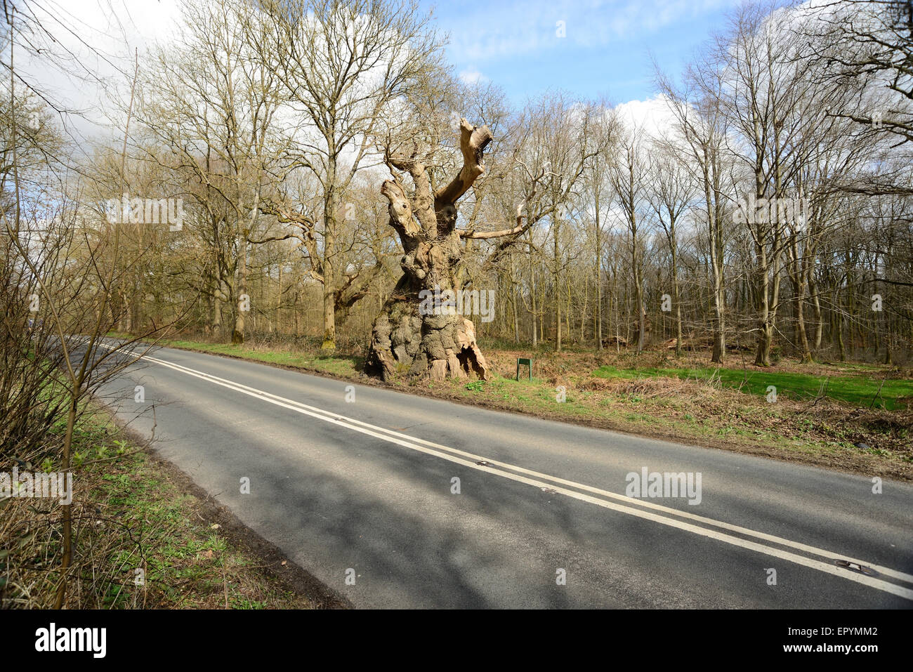 Big Belly Oak, neben der A346. Straße in Savernake Forest, Wiltshire. Stockfoto