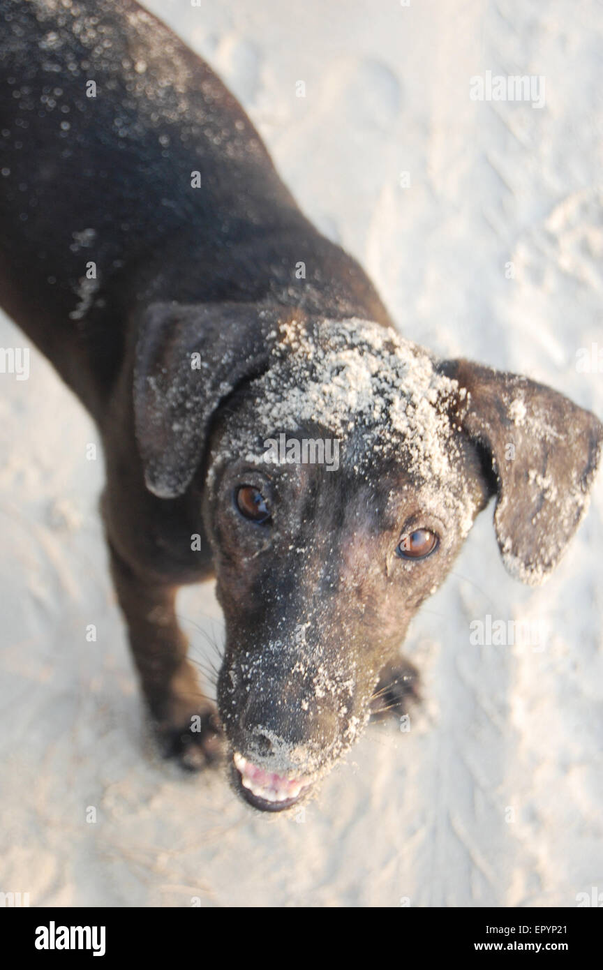 Eine braune Straßenhündin mit Sand auf seinem Gesicht blickte am Strand auf Koh Phayam in Thailand Stockfoto