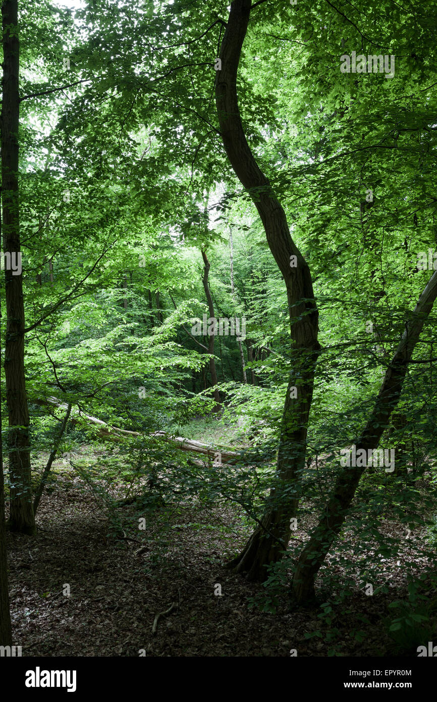 Gemischt, Buche, Kastanie und Hainbuche Wald Stockfoto