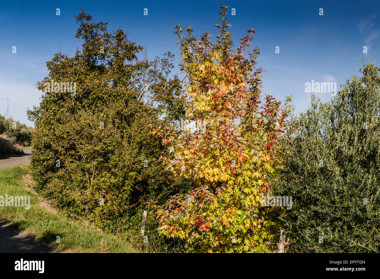 Generische Vegetation und Bäume in kultivierten Felder unter dem grau-silbrig Grat der Kreide Badlands Hintergrund in der italienischen Landschaft in der Nähe von Brisighella in der Emilia Romagna: gelb Ahorn im Vordergrund Stockfoto