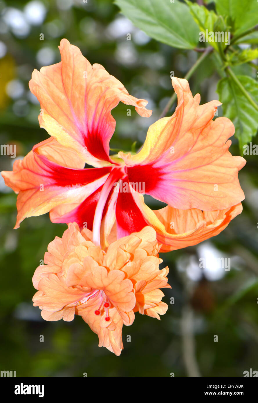 Eine Nahaufnahme einer Hibiscus Rosa Senensis Double Orange Blume in Florida USA Stockfotografie Alamy