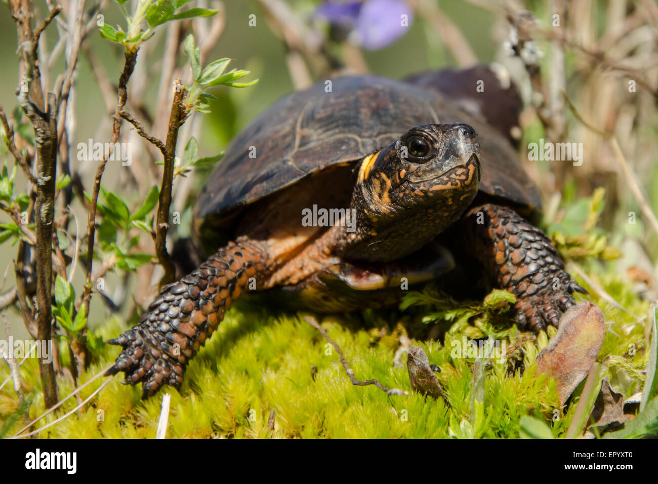 Bog Schildkröte sonnen sich in den natürlichen Lebensraum. Stockfoto
