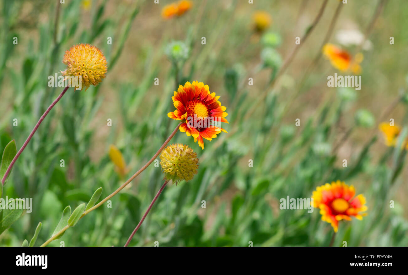 Schöne wilde indische Decke Blume mit Freunden in einem wilden Sommerwiese. Stockfoto