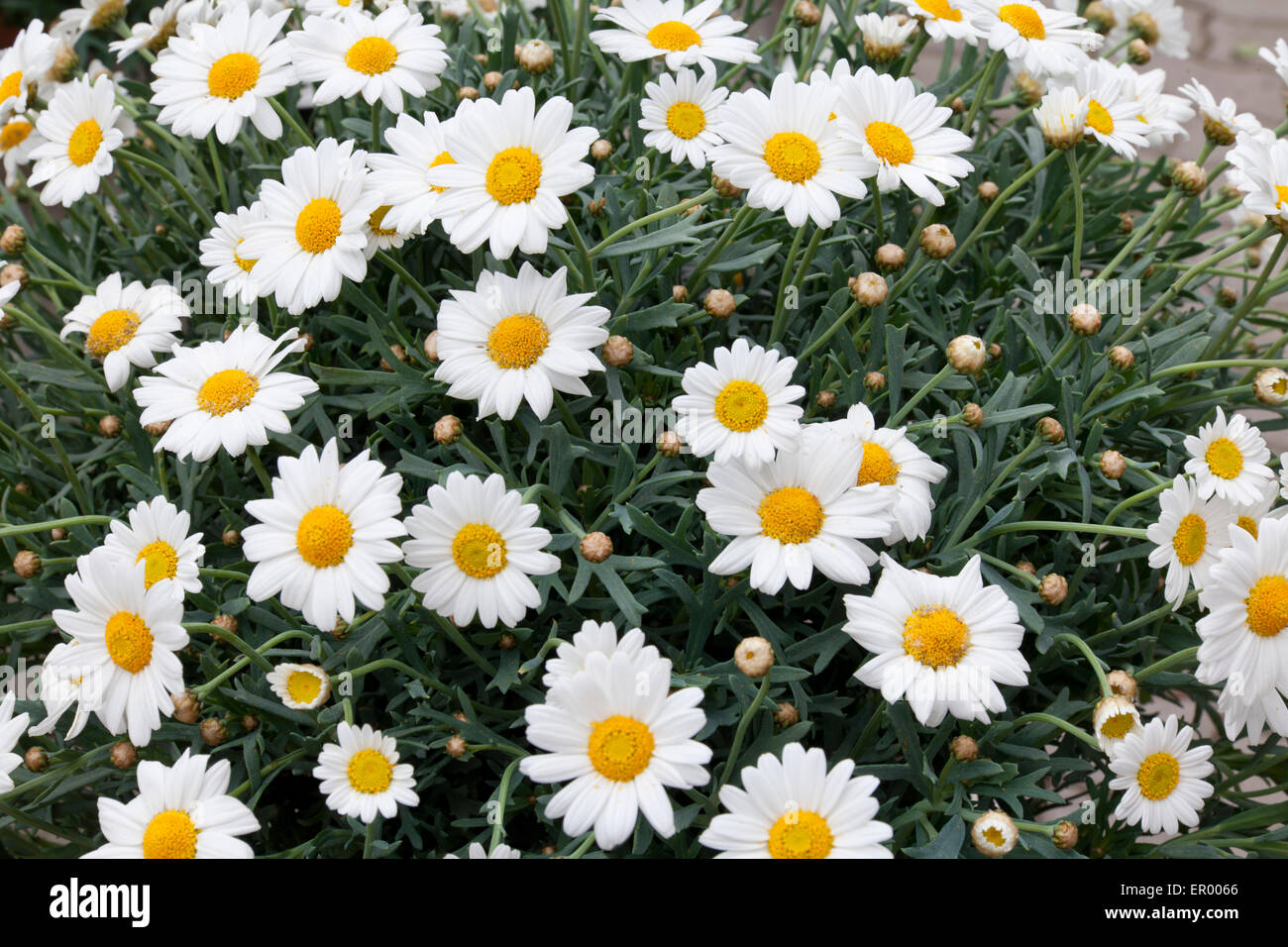 Schöne Blüte Gänseblümchen Blumen Hintergrund Stockfoto