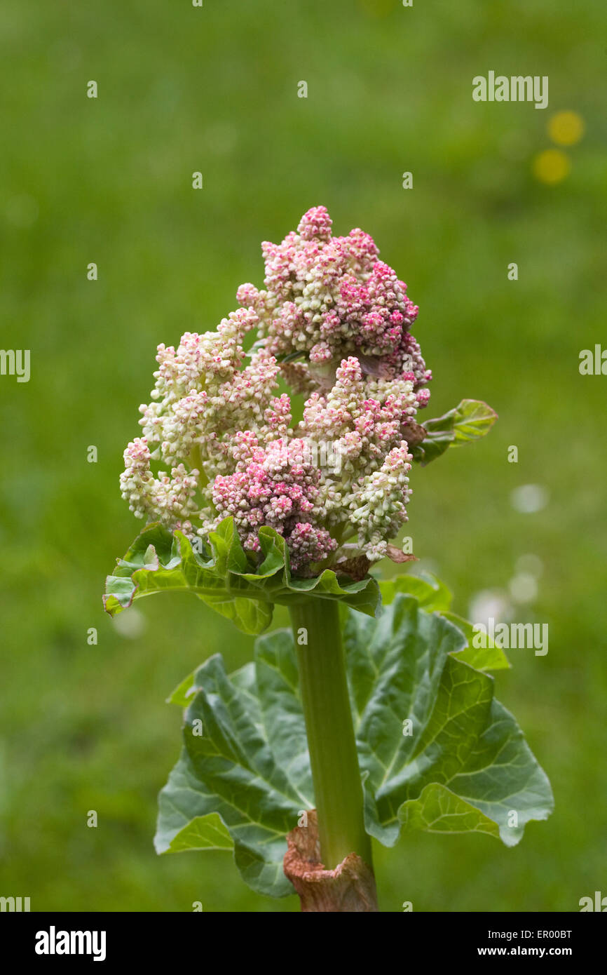 Rheum. Rhabarber blüht. Stockfoto