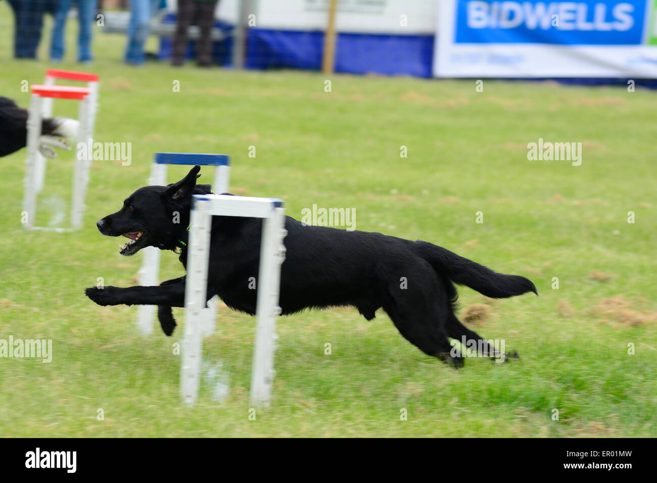 Hunde laufen im Wettbewerb in der Grafschaft Hertfordshire Showground, Redbourn, Hertfordshire, England Stockfoto