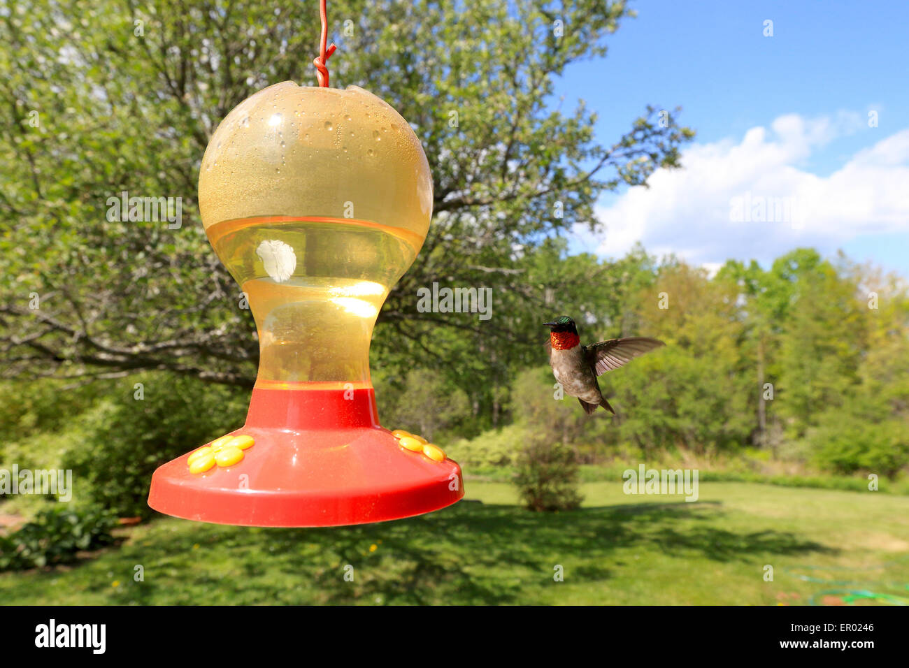 Hummingbird feeder, Archilochus colubris, männliche fliegen und angezeigte rote Kehle Kolibrizufuhr nähert. Stockfoto