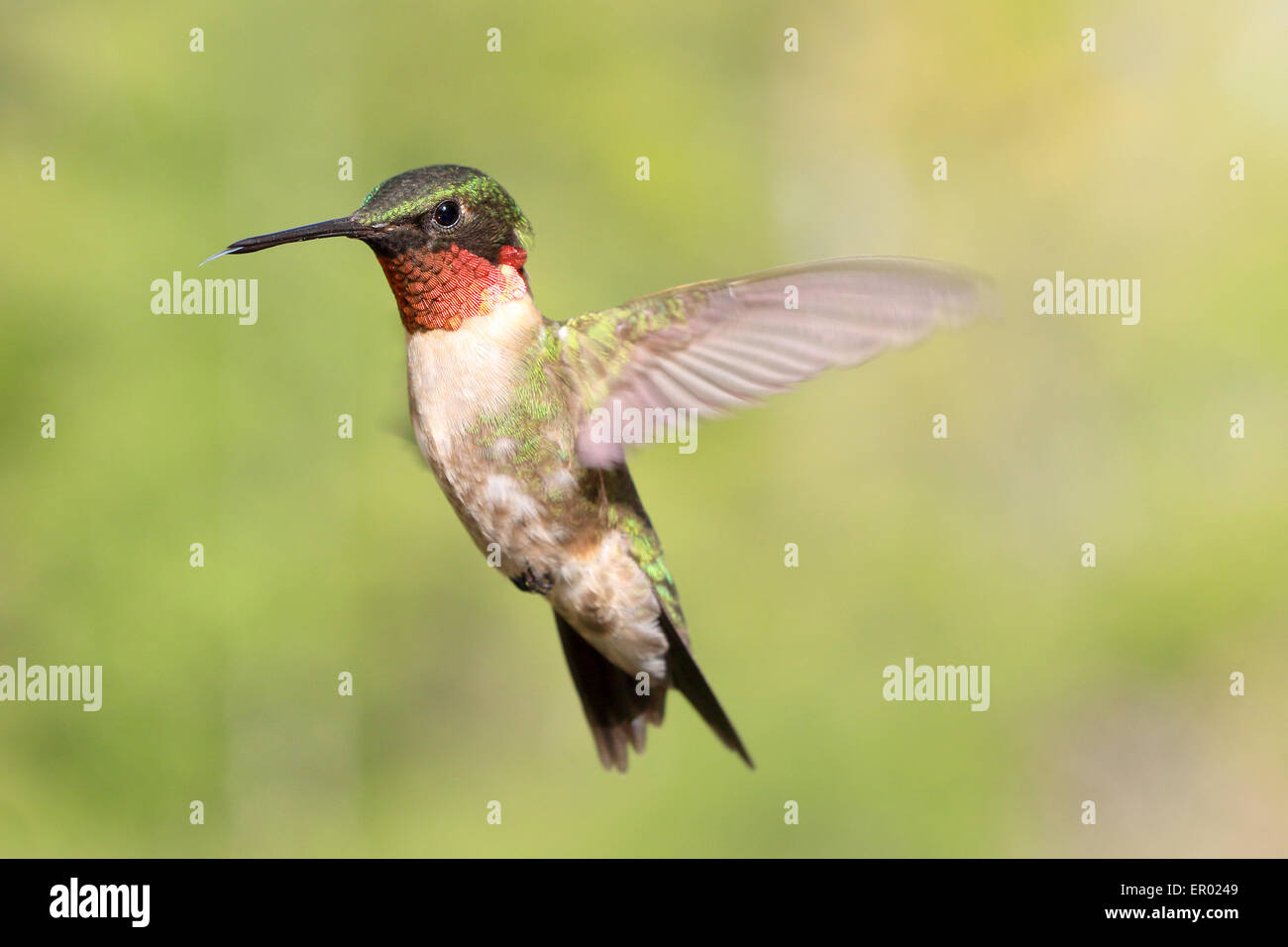 Rubin-throated Kolibri, Archilochos Colubris, männlichen fliegen und Anzeige rote Kehle. Stockfoto