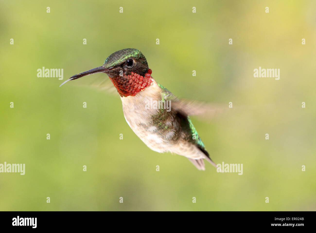 Rubin-throated Kolibri, Archilochos Colubris, männlichen fliegen und Anzeige rote Kehle. Stockfoto